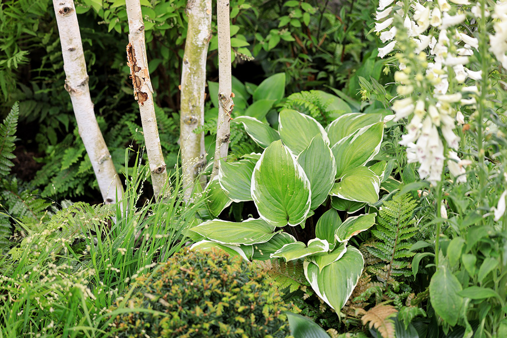 Bridgerton Garden