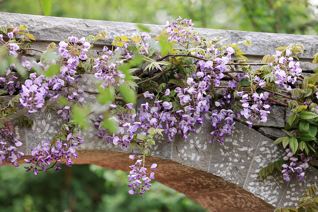 Bridgerton Garden